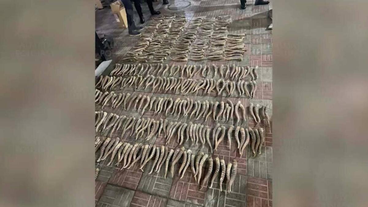    Изъятые у казахстанца рога сайги:polisia.kz