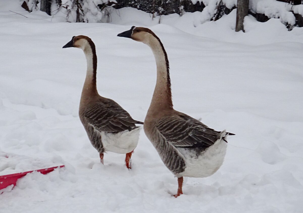 Китайские красавцы