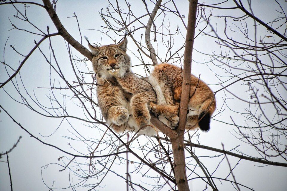     Фотографы тоже не смогли пройти мимо Фото: zeiskieogni/Антон Алатко