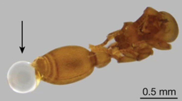   Orli Snir et al. / Nature, 2022