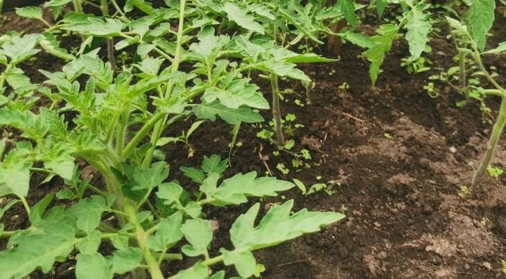    Микроб с натуральными антибиотиками появился для защиты томатов