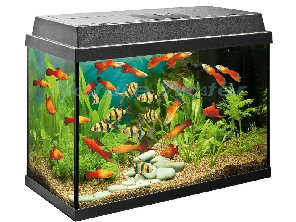 Самый обычный аквариум