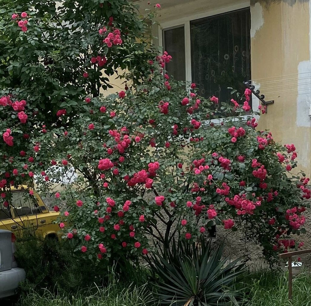 Лето. Классика южного двора: юкка-роза-сирень.  Цветущая роза в палисаднике у многоэтажного дома напротив. Опора у неё- сирень, внизу юкка веером.