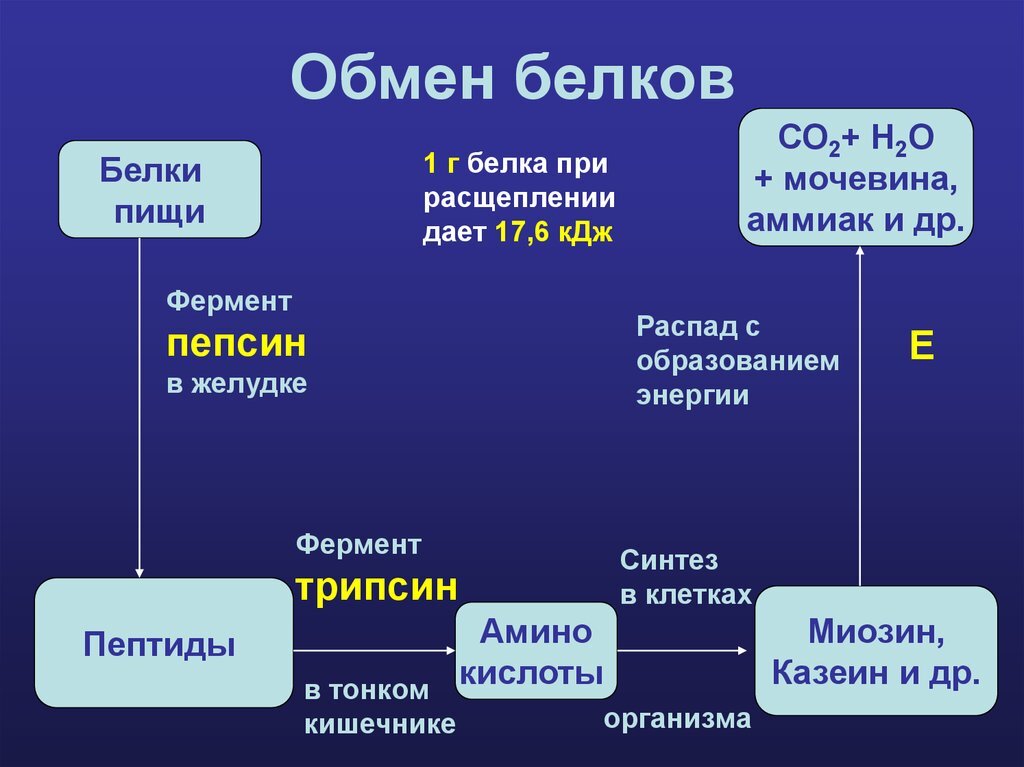 Обмен белков в организме человека может происходить по следующей схеме