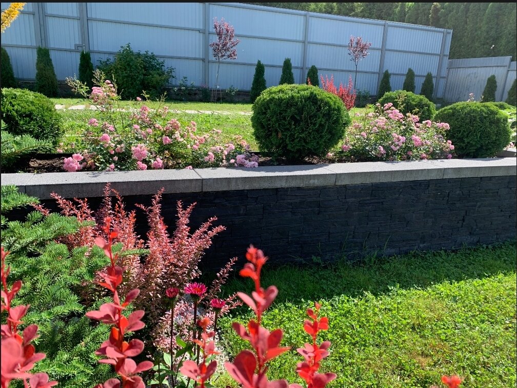 1. Виктория Вербовская. Веточка барбариса около корейской пихты, эхинацея малиновый поцелуй, второй план: розы the fairy и тут Даника, третий план: тут смарагд, сливы декоративные, между гортензии. 