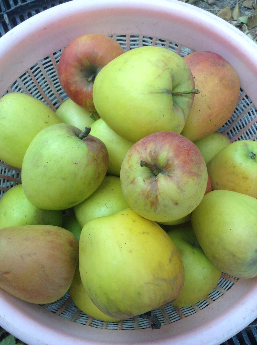 Зимние сорта яблонь которые стоит посадить у себя в саду