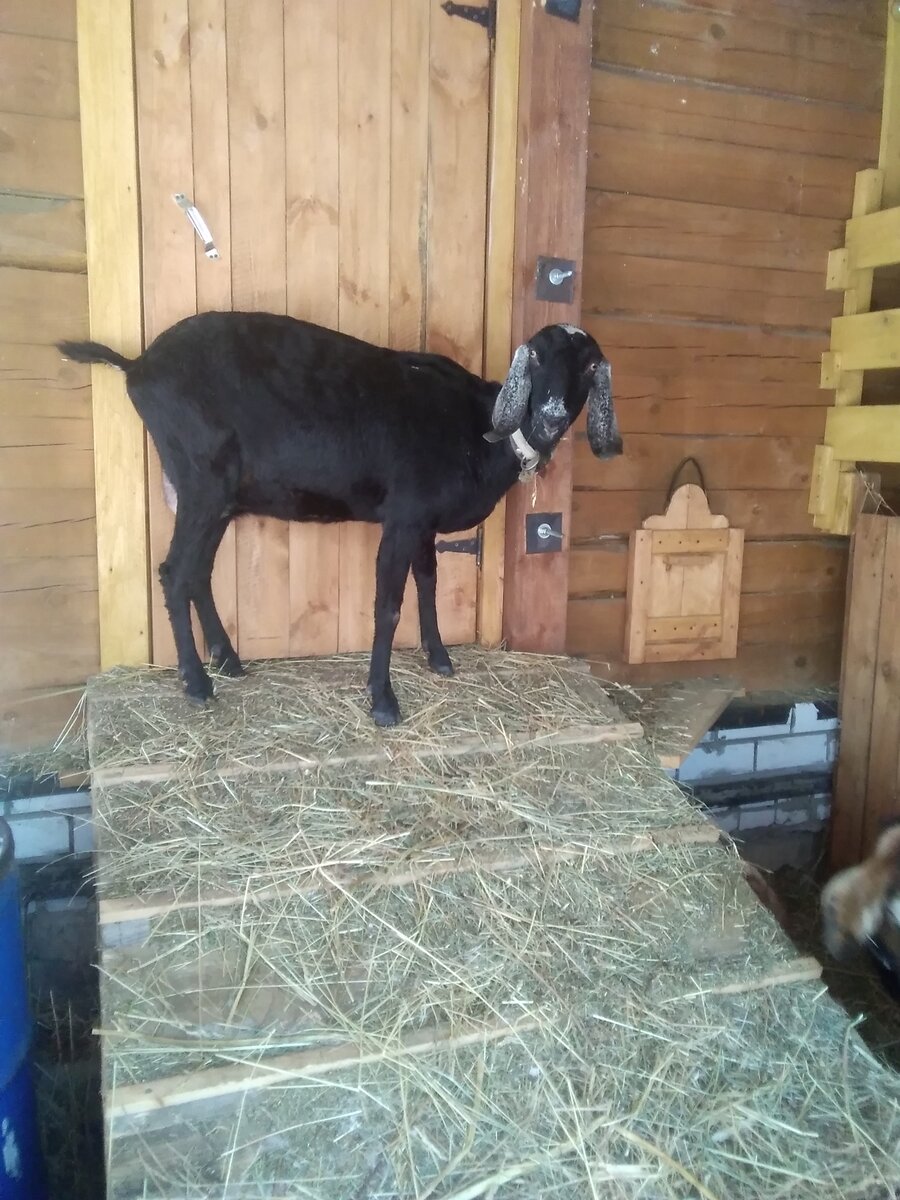 Фото автора. Яркий представитель коза-воин. 