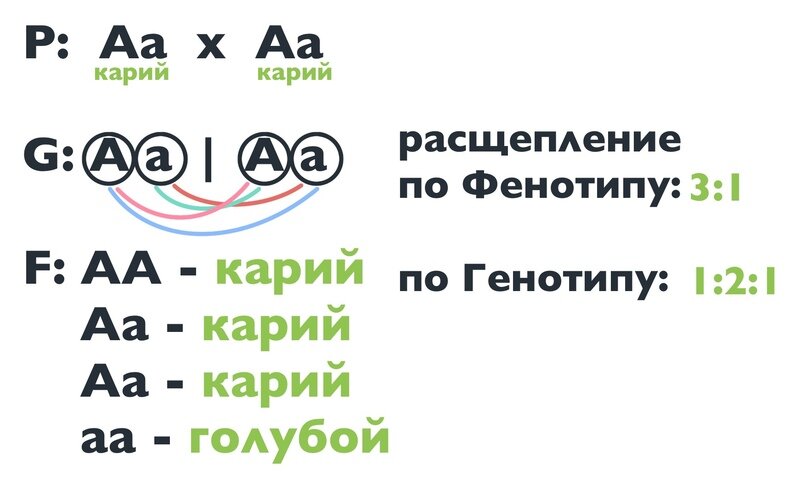 Три закона Менделя и особенности наследования признаков организмами