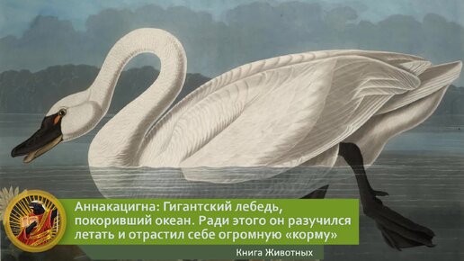 Аннакацигна: Гигантский лебедь, покоривший океан. Ради этого он разучился летать и отрастил себе огромную «корму» | Видео 🎥