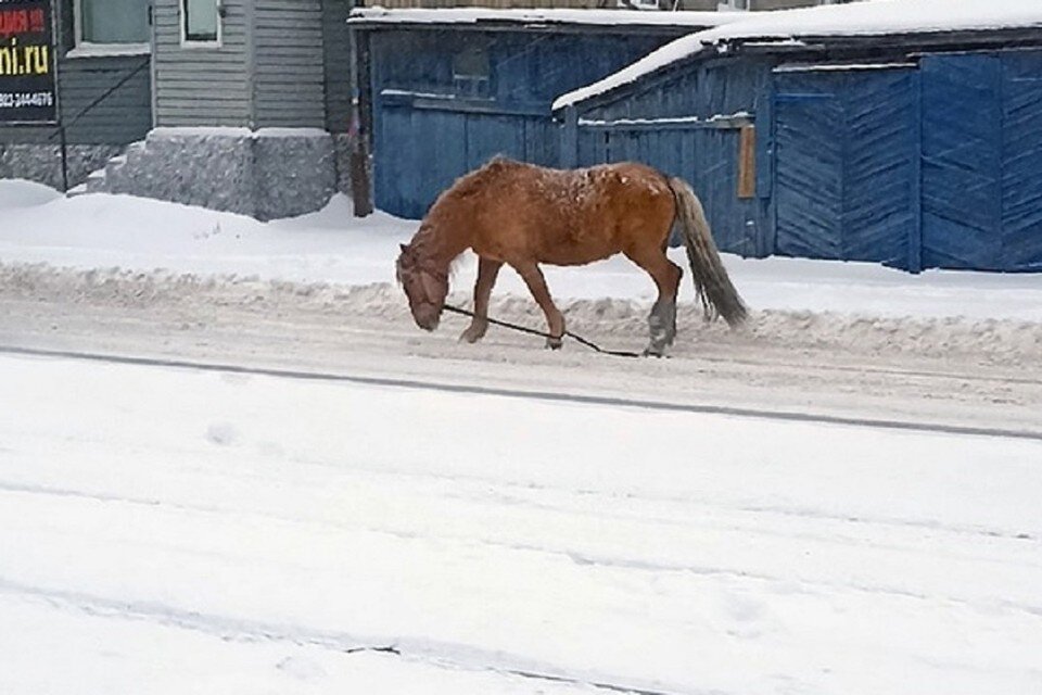     В Новосибирске в частном секторе заметили сбежавшую лошадь, разгуливающую посреди проезжей части. Фото: "АСТ-54".