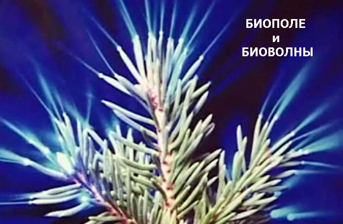 На фото: Биополе хвойного дерева