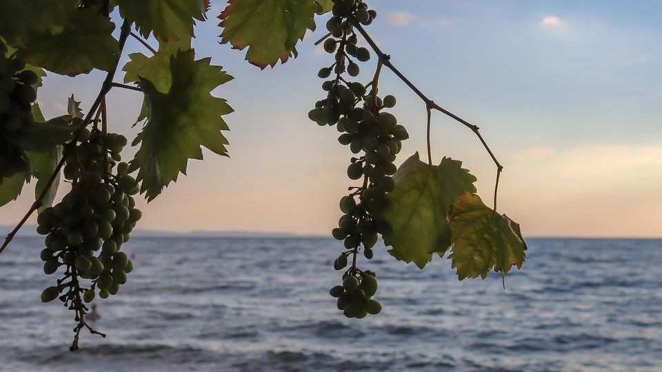 Горе лозы. Виноградники Крыма. Виноград и море. Виноградник у моря. Виноград на фоне моря.