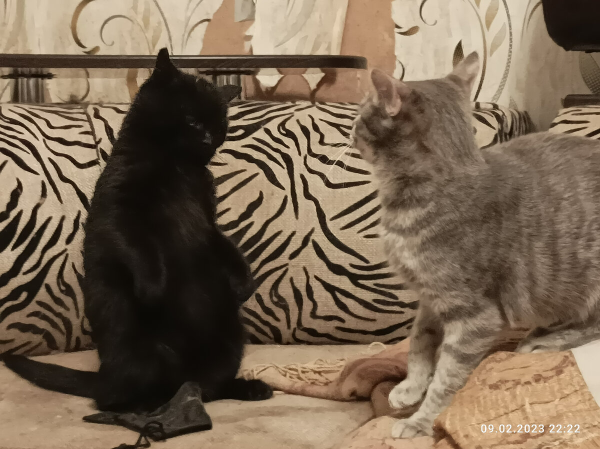 Лёля и Кнопочкин