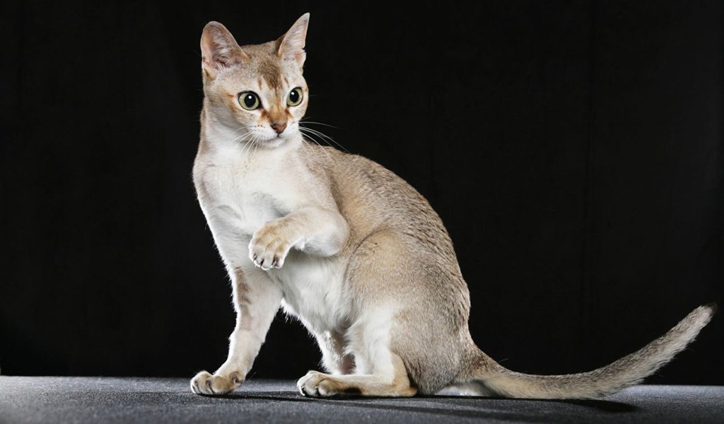  Сингапурская кошка входит в число самых редких и дорогих пород. Она занесена в книгу рекордов Гиннеса как самая миниатюрная кошка в мире.