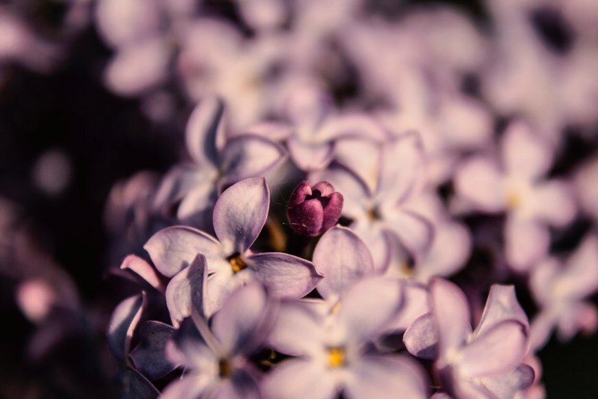 Photo by Kristine Cinate on Unsplash