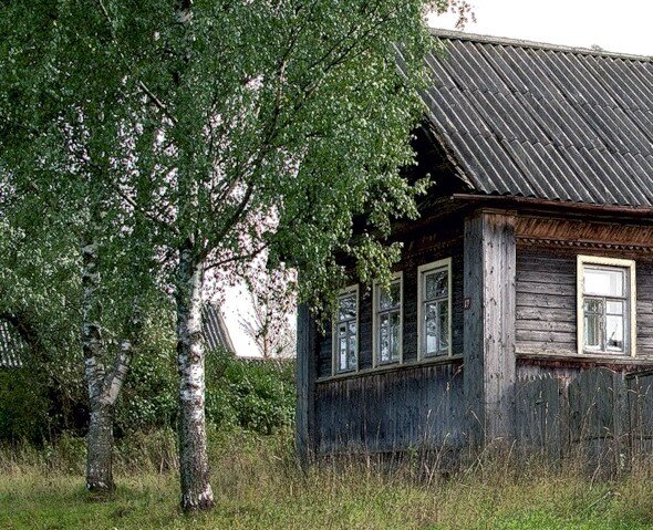 Почему нельзя сажать березу рядом с домом