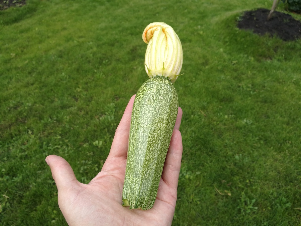 На фото максимальный размер кабачка. Лучше меньше.