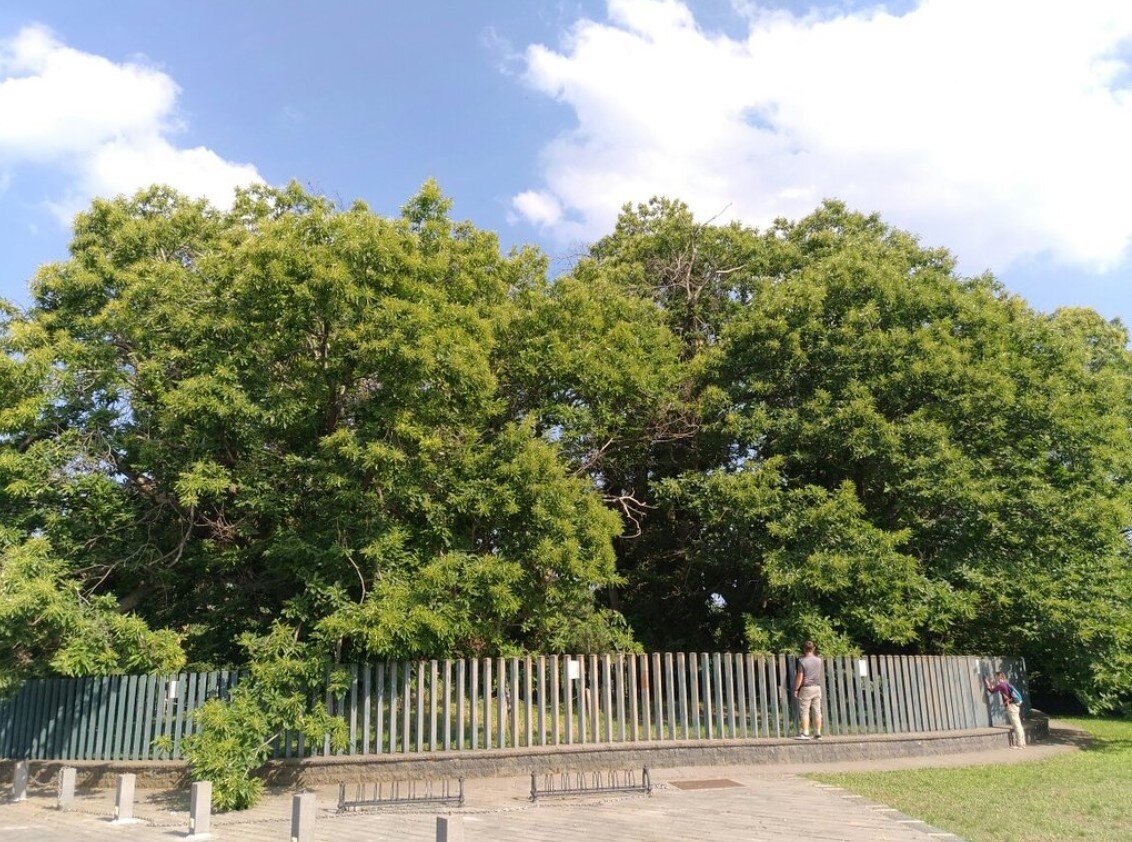 Каштан на Этне в 2019 году. Фото: tripadvisor.it 
