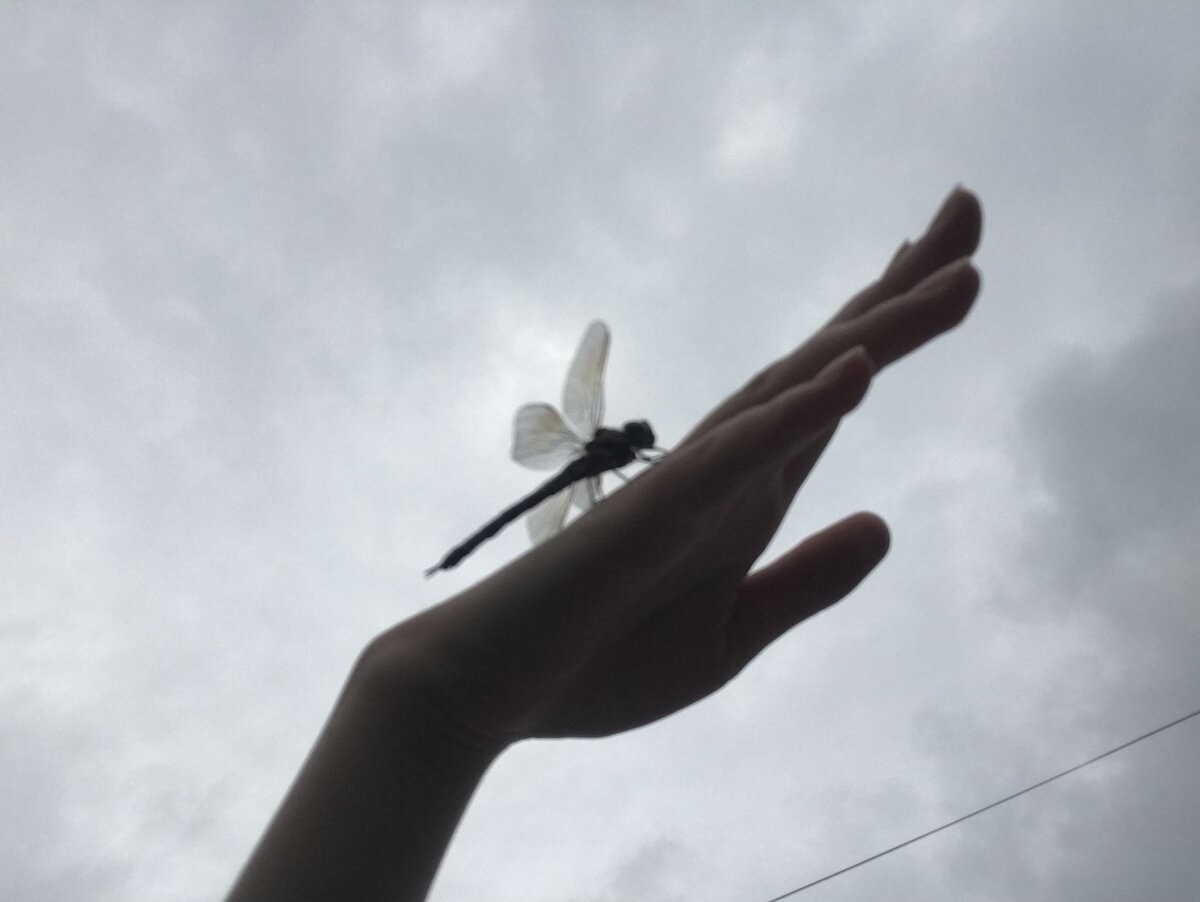 Хочу летать.