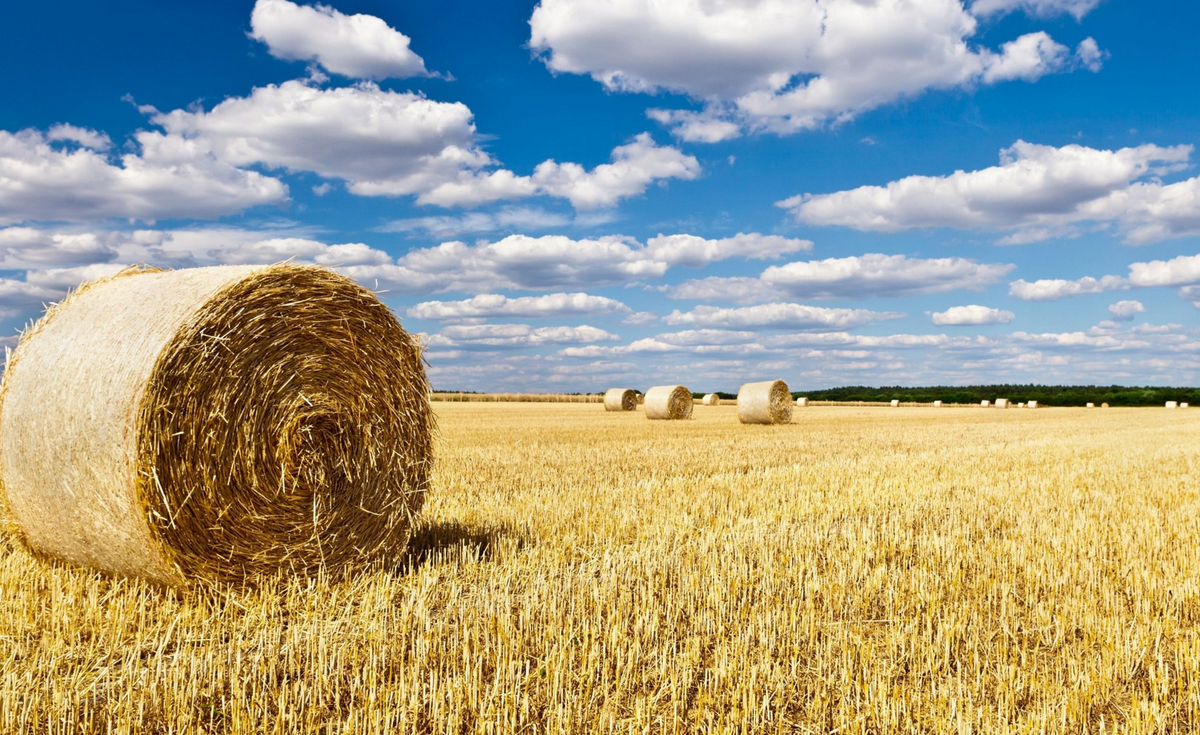 Скошенные поля.