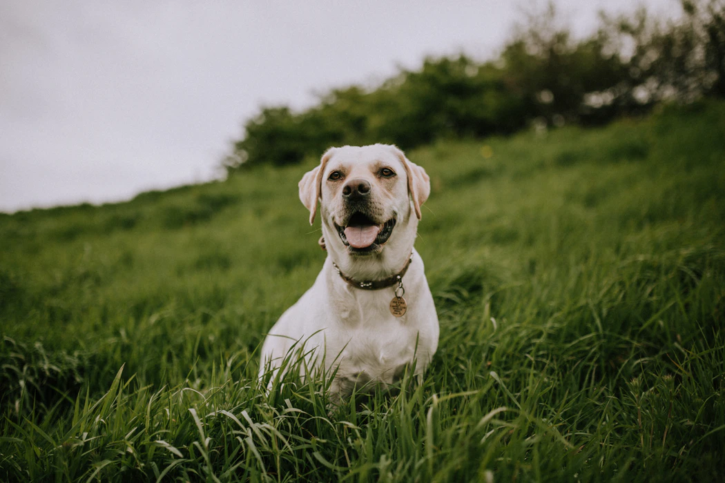 https://unsplash.com/photos/1Y4LupdrDZk