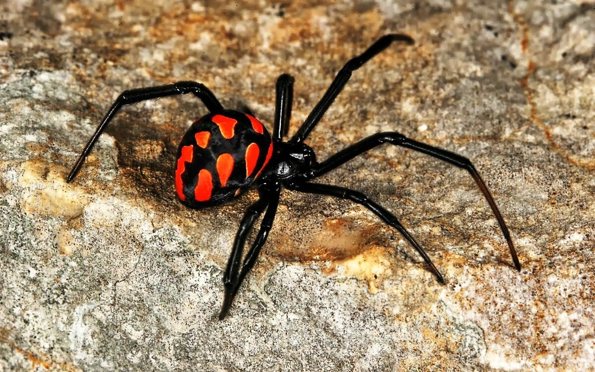 Самым опасным пауком России, безусловно, можно назвать Каракурта, обитает в основном на юге России (например, в Крыму), но как и другие южные пауки может мигрировать в другие регионы при аномальной жаре.
Каракурт (от тюркского: «кара» — чёрный и «курт» — червь) обладатель очень опасного яда, способного привести к смерти, если не оказать помощь вовремя. Укус каракурта вызывает невыносимую боль распространяющуюся по всему телу. Спасти укушенного сможет лишь сыворотка, разработанная против яда этих пауков. Стоит сказать, что опасны лишь самки каракурта, идентифицировать которых можно по отметке на брюшке, выполненным в виде красных песочных часов.