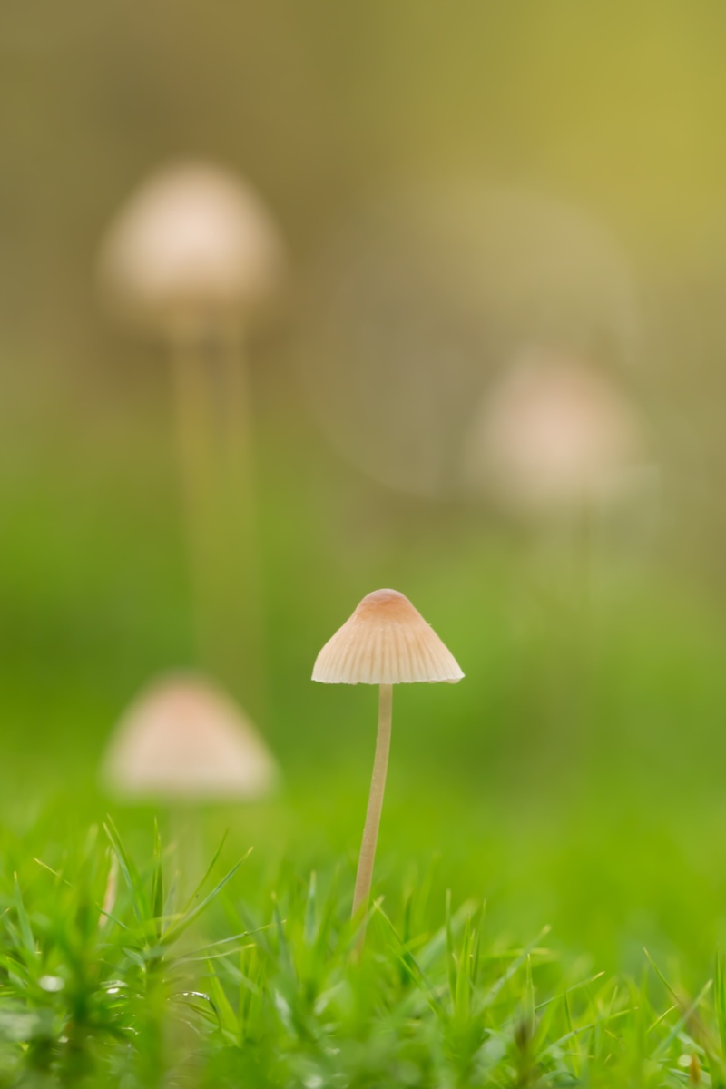 https://www.pexels.com/ru-ru/photo/mycena-1406838/