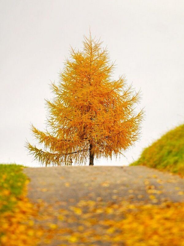 Лиственница осенью