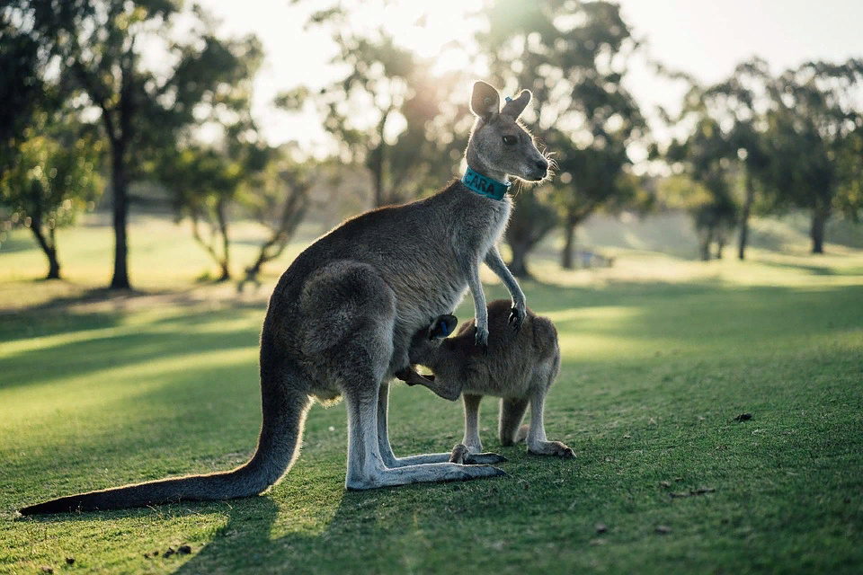 https://cdn.pixabay.com/photo/2016/02/05/04/49/australia-1180394_960_720.jpg