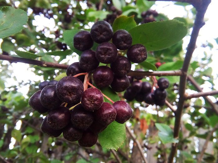 Черноплодная рябина (арония)