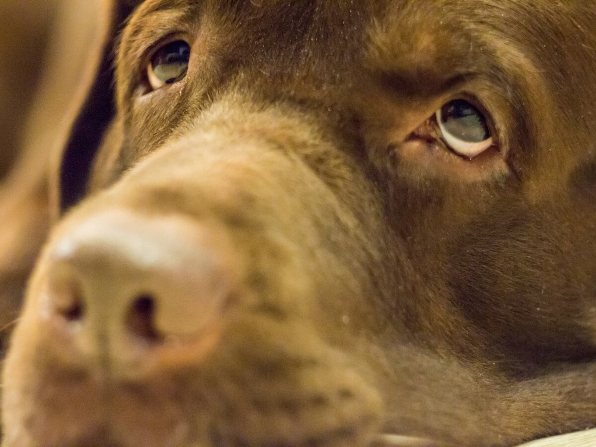 Персей - лучший друг человека