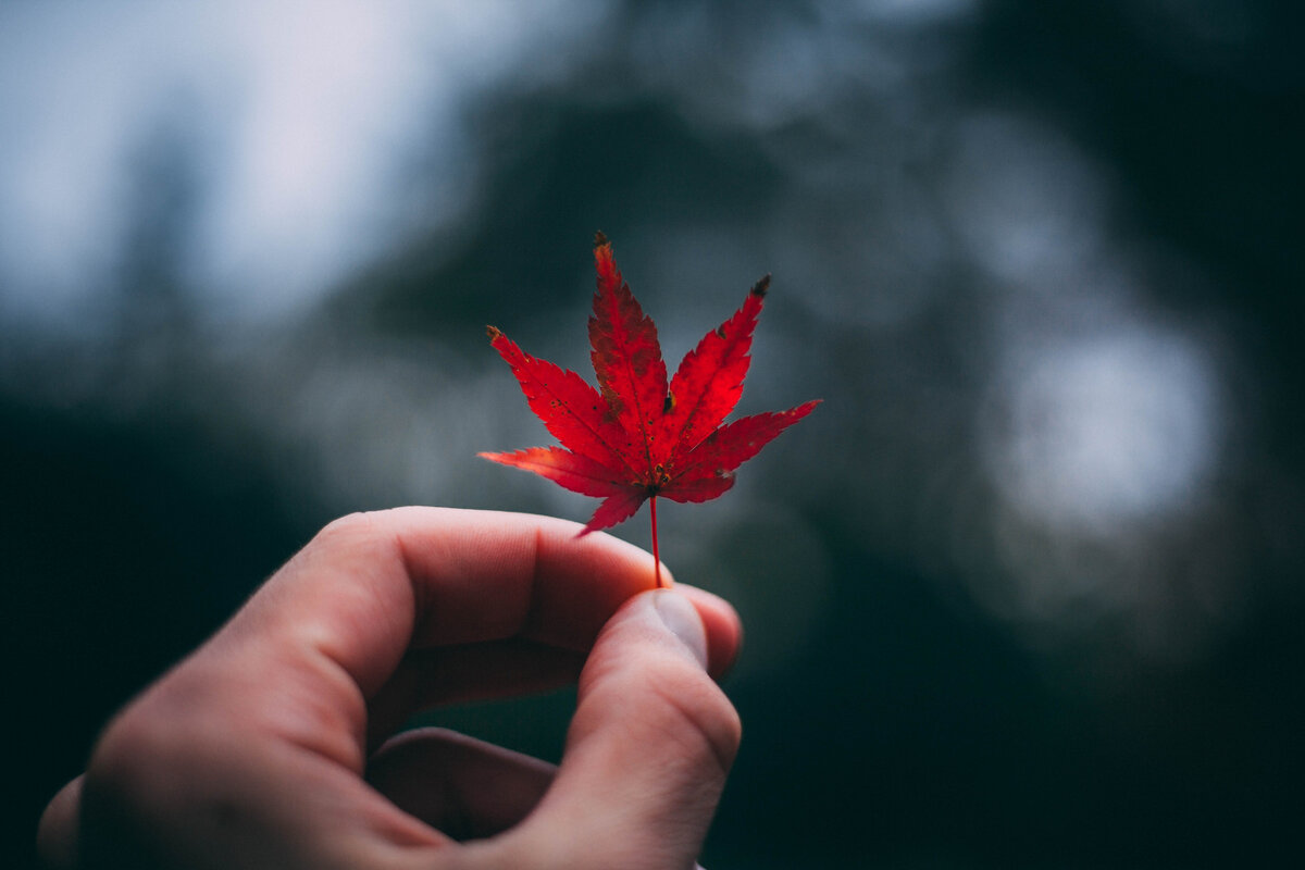 Photo by Charles Postiaux on Unsplash