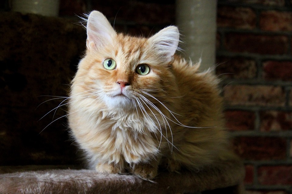 Кот Тиша из Банды Дворян