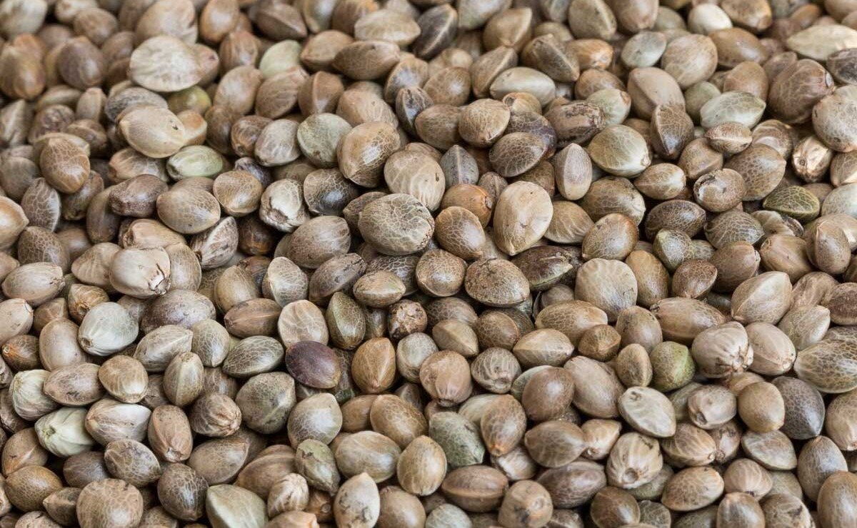 Краткое пособие по выращиванию конопли (от семечки до готового стаффа)