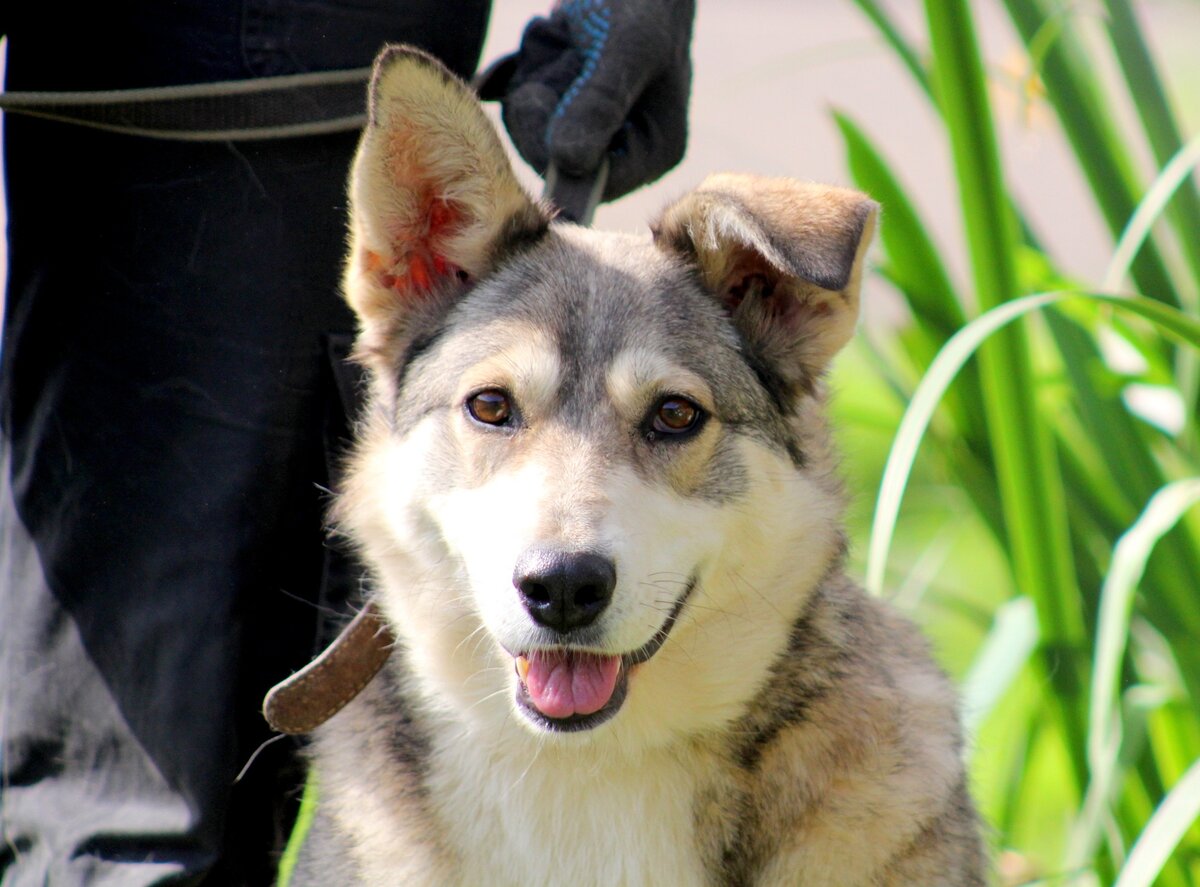 Липецк потеряшки собаки 29. Собаки ст оскол. Скпко ст собак стмсть и по купить. Собаки ст оскол. 23.