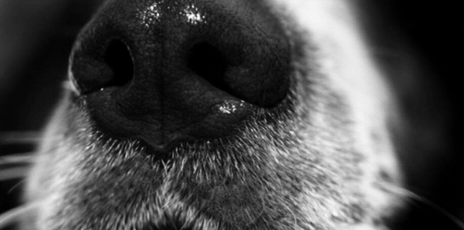 Собака носом узнает про человека то, что он даже сам про себя не знает