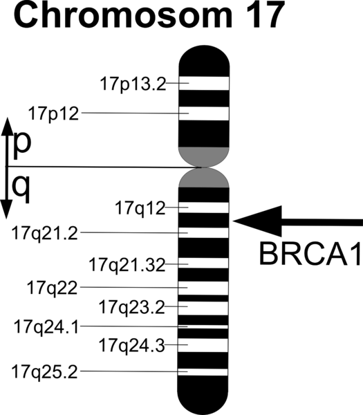 https://commons.wikimedia.org/wiki/File:BRCA1_de.png