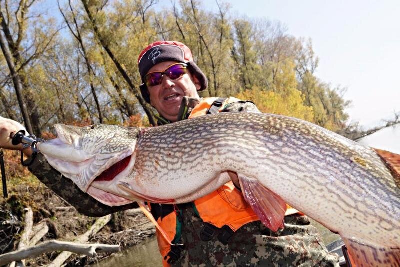 Фото автора. Щука 12 кг. Поймана на Оби - на джиг, на зелёный поролон.