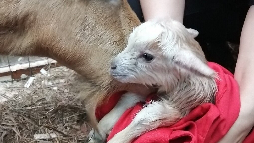  Фото: Вологодский ботанический сад