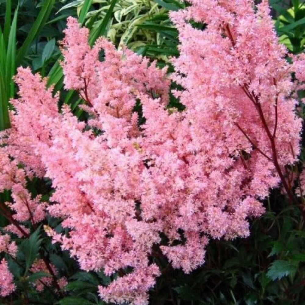 Астильба Лиллопоп