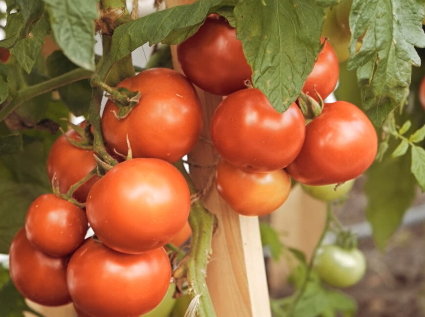 Полудетерминантные сорта томатов. Преимущества по сравнению с индентами |  Огородная фанатка | Дзен