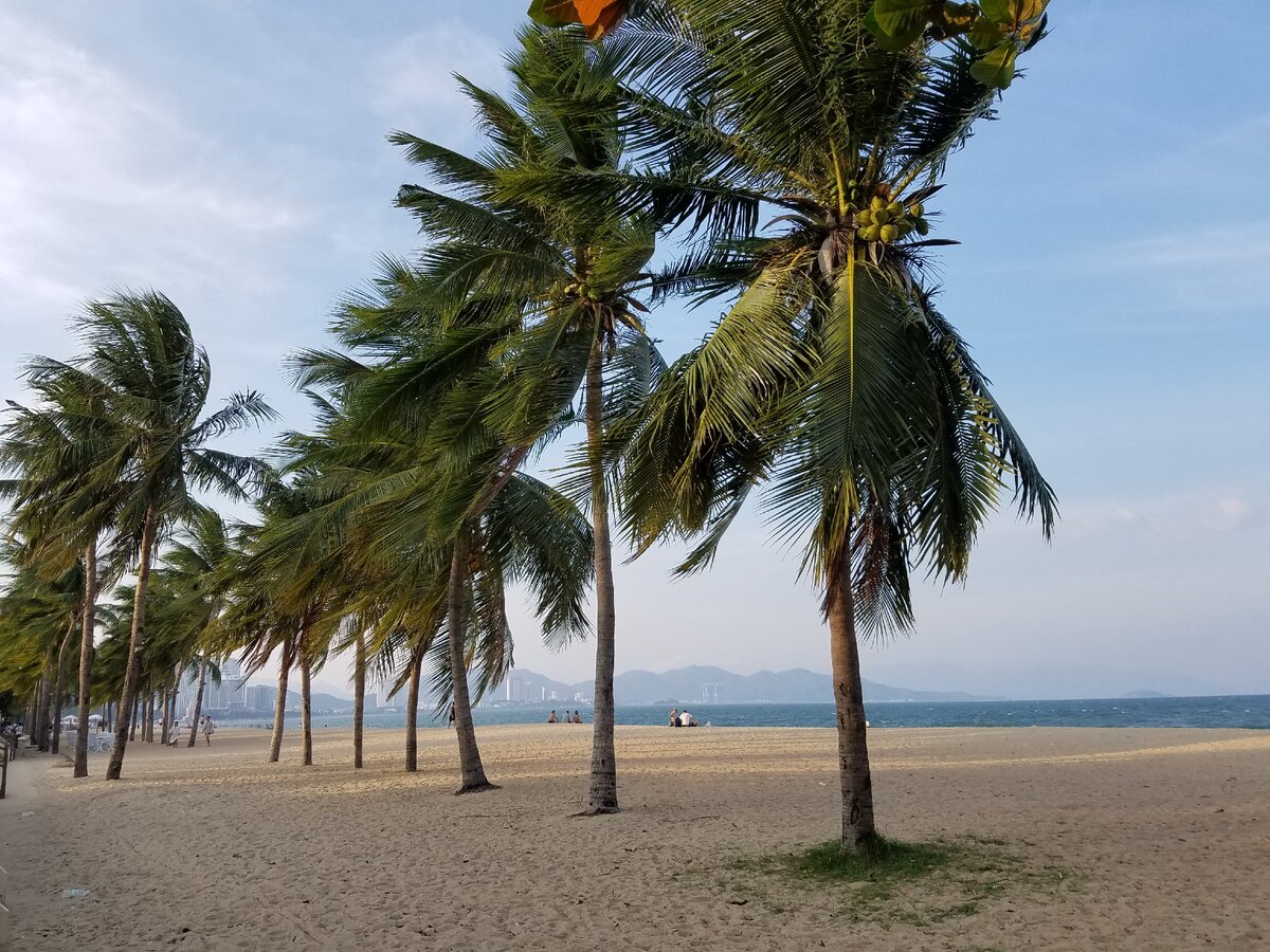 Пальмы на берегу моря. Вьетнам, Нячанг 2019