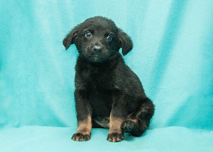 Один из щенков