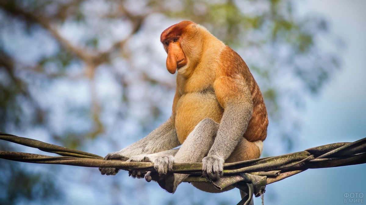 Фотография из Интернета.