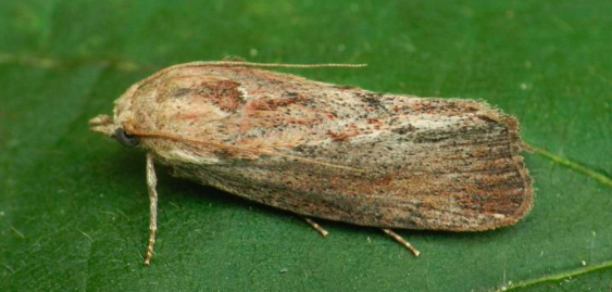 Большая восковая моль или просто - огнёвка пчелиная. Фото с сайта nashzeleniymir.ru