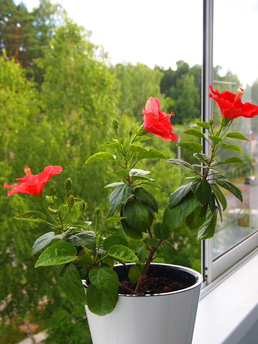 Свои гибискусы никому не отдам. Они меня радуют круглогодично своим цветом, а это так приятно!