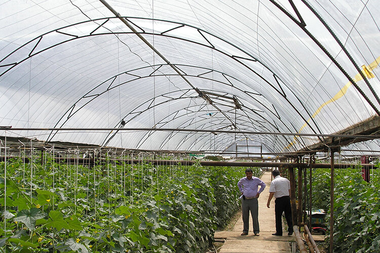 Тепличное хозяйство в Узбекистане. Фото с сайта Uztag.info