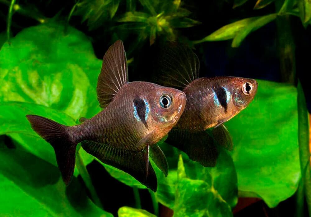 Тетра Черный Фантом. Источник фото: https://aquass.ru/wp-content/uploads/Presnovodnye-rybki/Haratsinovye/Tetry/Tetra-chernyj-fantom/Hyphessobrycon-black-phantom-1.jpg