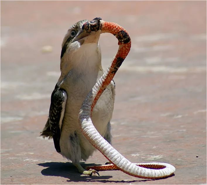 Королевская кобра и мангуст. Рикки тикки мангуст в индии. Техасский полоз альбинос. Мангуст против королевской кобры. Мангуст против королевской кобры.