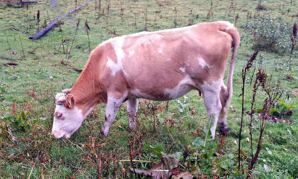 Наша корова Милка с характером козы